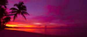 Fototapeta Wschód/zachód słońca Tropical sunset with palm tree silhouette panorama