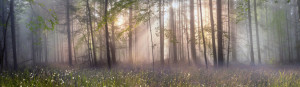 Fototapeta Las Magic Carpathian forest at dawn