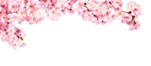 Fototapeta Wiśnia Rosa Kirschblüten vor weißem Hintergrund
