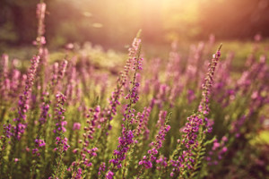 Fototapeta Wrzosy Sunny morning in the clearing with heather