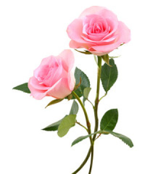 Fototapeta Róże two beautiful pink rose flowers isolated on white background