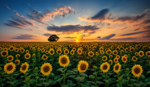 Fototapeta Słoneczniki Field of blooming sunflowers and tree on a background sunset