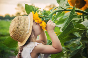 Fototapeta Słoneczniki child in the field of sunflowers is a small farmer. selective focus.