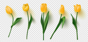 Fototapeta Tulipany Realistic vector tulips set on transparent background.Vector illustration