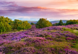 Fototapeta Wrzosy Dramatic skies over Purple and pink heather on Dorset heathland