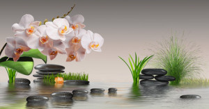 Fototapeta Orchidee Wandbild mit Orchideen, Steinen im Wasser