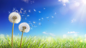 Fototapeta Dmuchawce Dandelions With Wind In Field - Seeds Blowing Away Blue Sky