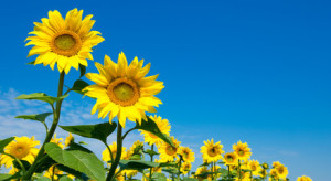 Fototapeta Słoneczniki sunflower over cloudy blue sky