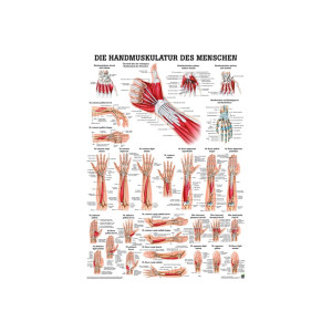Handmuskulatur des Menschen 50x70cm
