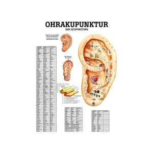 Ohrakupunktur 50x70cm, laminiert