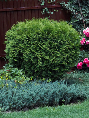 Kuletuja - Thuja occidentalis Little Giant | Co 5