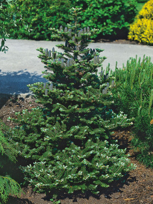 001 | Abies koreana | Co 5