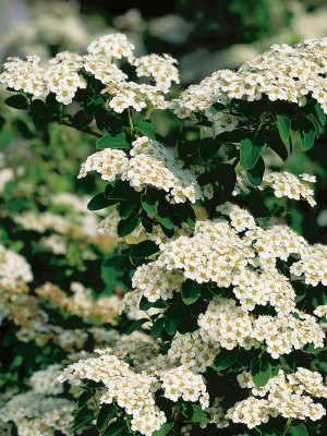Spiraea nipponica Halvard's Silver 10-30cm