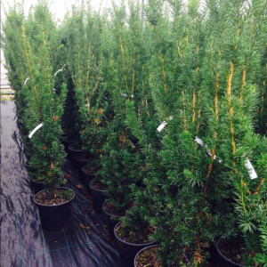 100stk Barlind - Taxus Hicksii 120-140cm - Thuja Planet AS