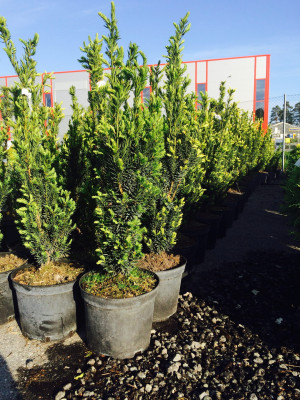 100stk Barlind - Taxus Hicksii 80-100cm - Thuja Planet AS