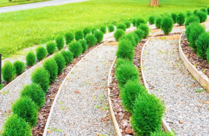 Kuletuja - Thuja occidentalis Danica 25-50cm