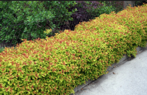 Spiraea japonica Goldflame 10-30cm