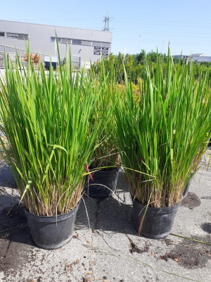 Japansk gress- Imperata cylindrica