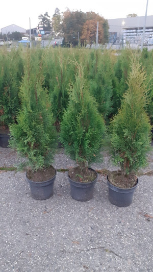 100stk Thuja Smaragd 60-80cm