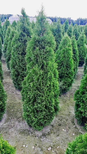 Thuja Smaragd 250-300cm PREMIUM, rotklump