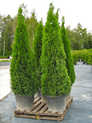 Thuja Smaragd 180-200cm - Thuja Planet AS