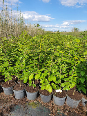 Bøk til hekk - Fagus Sylvatica 40-60cm