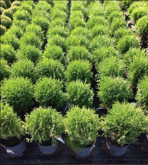 Thuja occidentalis Hoseri Co-5 - Thuja Planet AS
