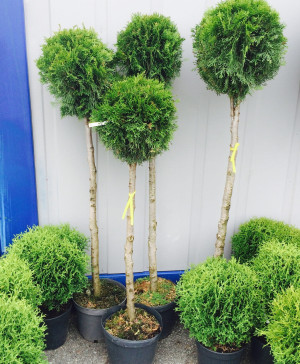 Thuja STAM 50-70