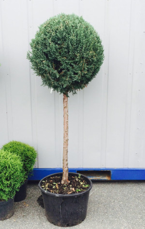 Juniperus stricta STAM