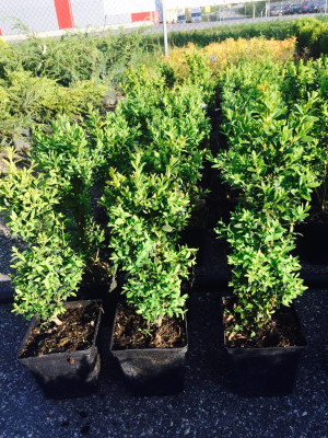 Buksbom - Buxus sempervirens 30-50cm (til lave hekker)