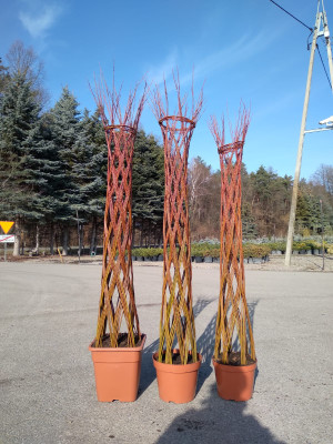 Salix americana 130cm+
