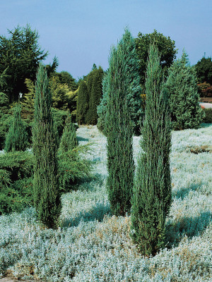 Juniperus scopulorum Blue Arrow 50-70cm