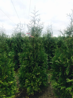 Thuja Brabant 250-300cm rotklump