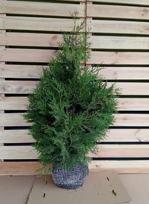 Thuja Brabant 100-125, rotklump