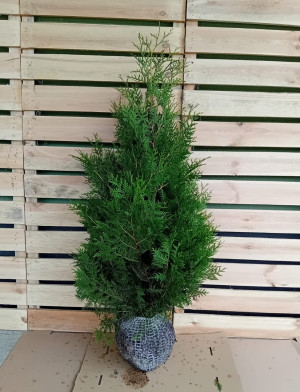Thuja Brabant PREMIUM 125-150, rotklump