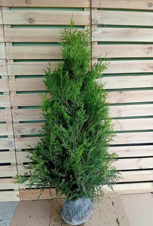 Thuja Brabant PREMIUM 150-175cm, rotklump