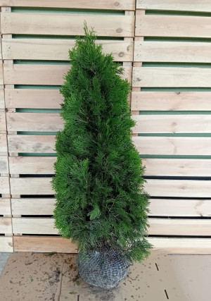 Thuja Smaragd 100-125cm, rotklump