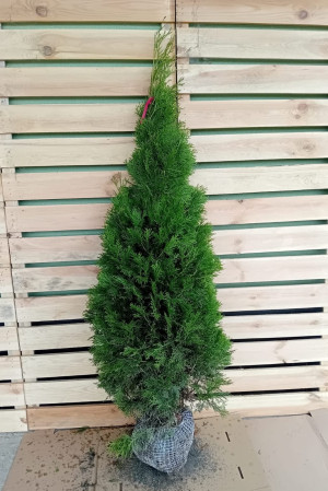 Thuja Smaragd 125-150cm PREMIUM, rotklump