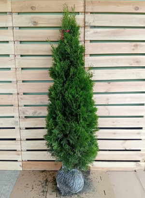 Thuja Smaragd 150-175cm PREMIUM, rotklump