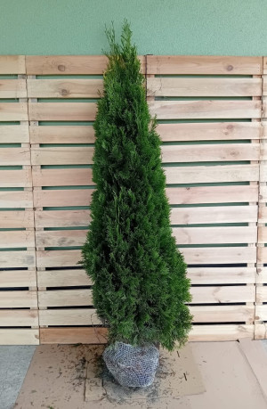 Thuja Smaragd 175-200cm PREMIUM, rotklump