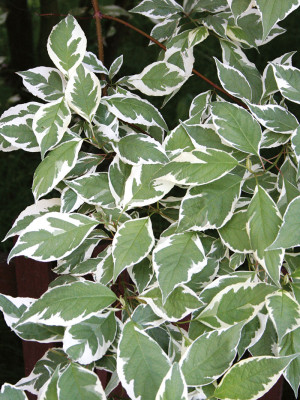 Cornus alba Argenteomarginata | Co 2-3