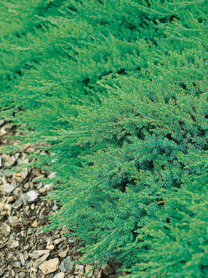 029 | Juniperus sabina Rockery Gem | Co 2-3 - Thuja Planet AS
