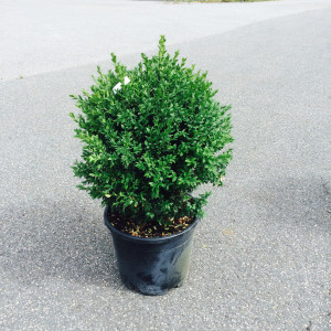 Buksbom - Buxus sempervirens 50-70cm
