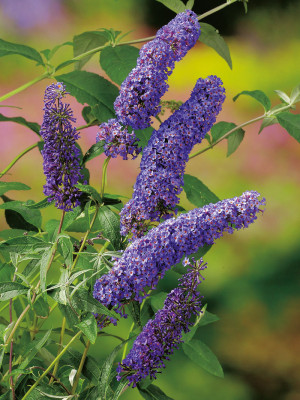 007 | Buddleja davidii Nanho Blue | Co 2-3