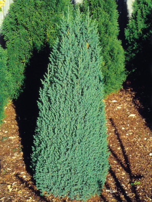 Juniperus chinensis Stricta