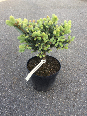 Picea pungens Glauca Globosa 2L