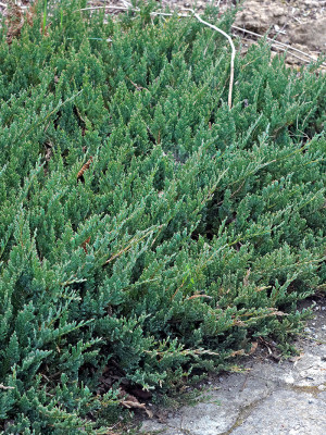 Juniperus horizontalis Blue Chip | Co 2-3