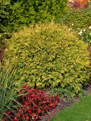 109 | Thuja occidentalis Golden Globe | Co 2