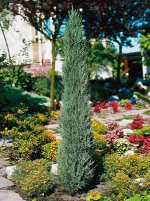Juniperus scopulorum Skyrocket 40cm+