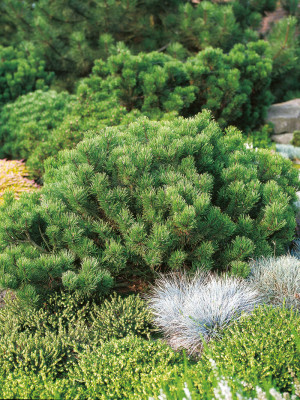 Buskfuru - Pinus mugo var. pumilio 10L